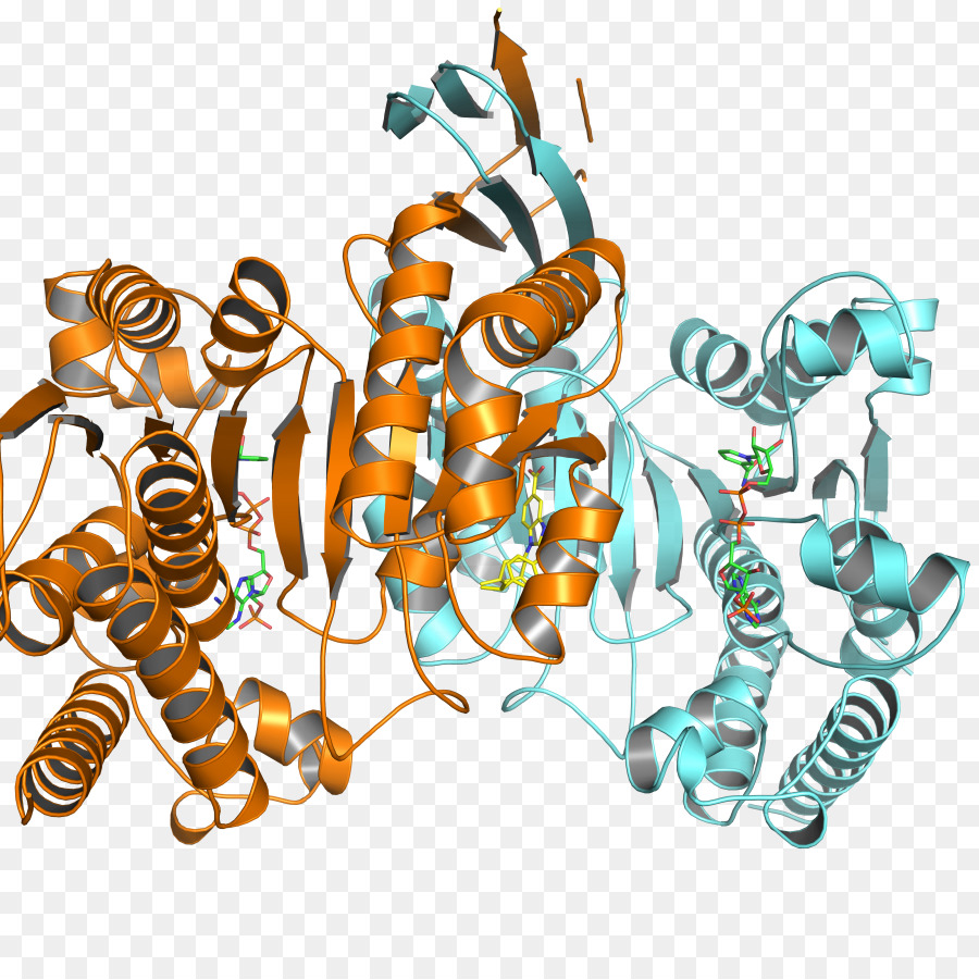 Structure Des Protéines，Molécule PNG