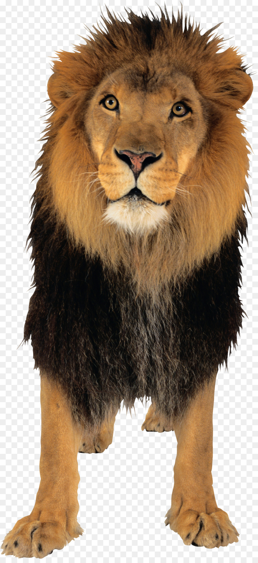 Lion，Tigre PNG