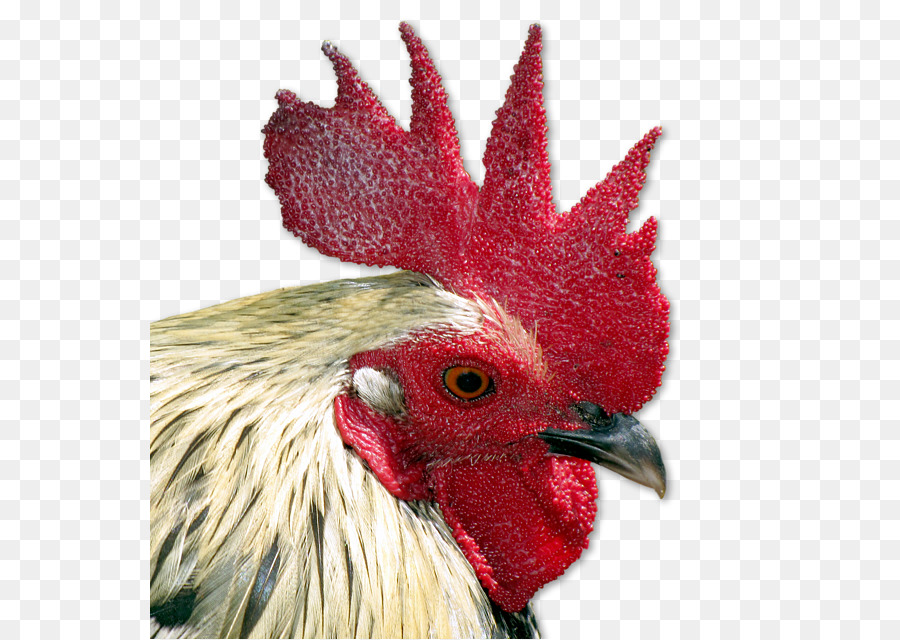 Coq，Tshirt PNG