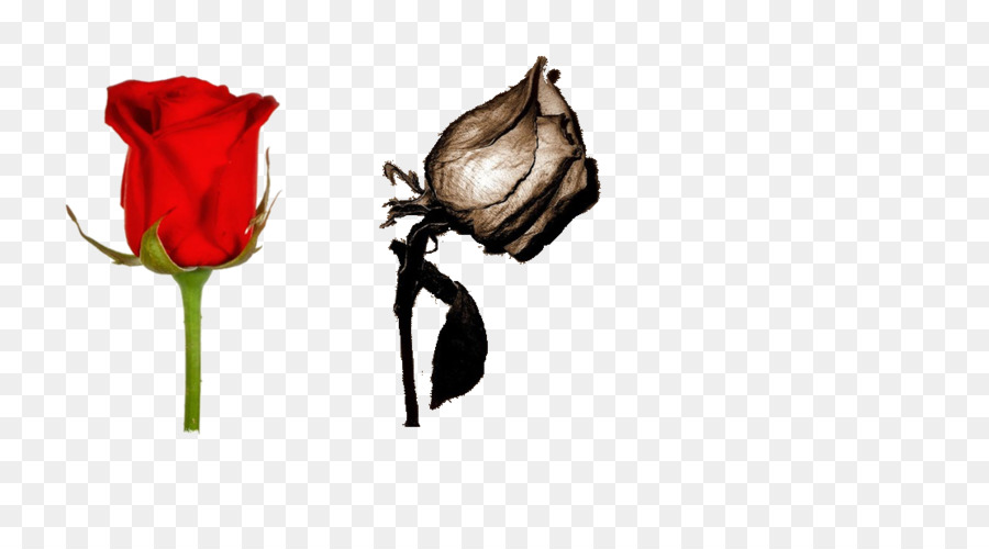 Les Roses De Jardin，Rose PNG