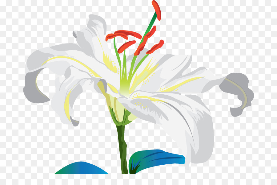 Lys Blanc，Feuilles Vertes PNG