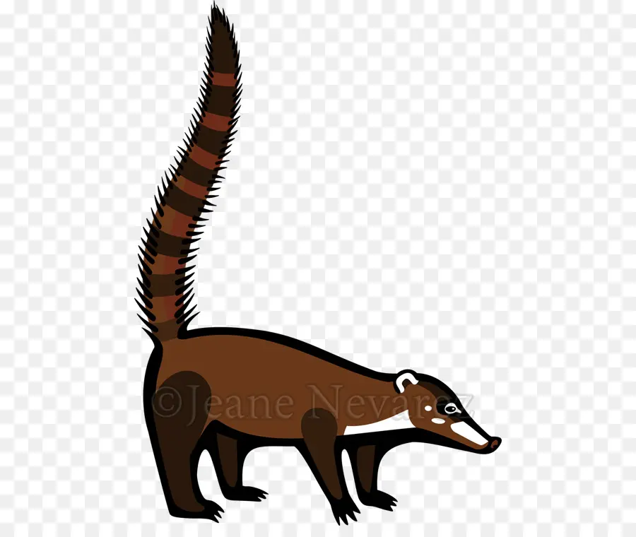 Coati，Mammifère PNG