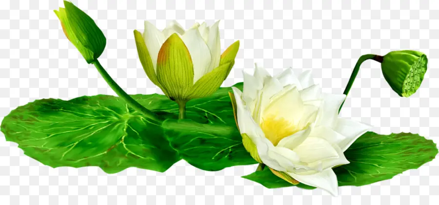 Lotus Blanc，Feuilles Vertes PNG