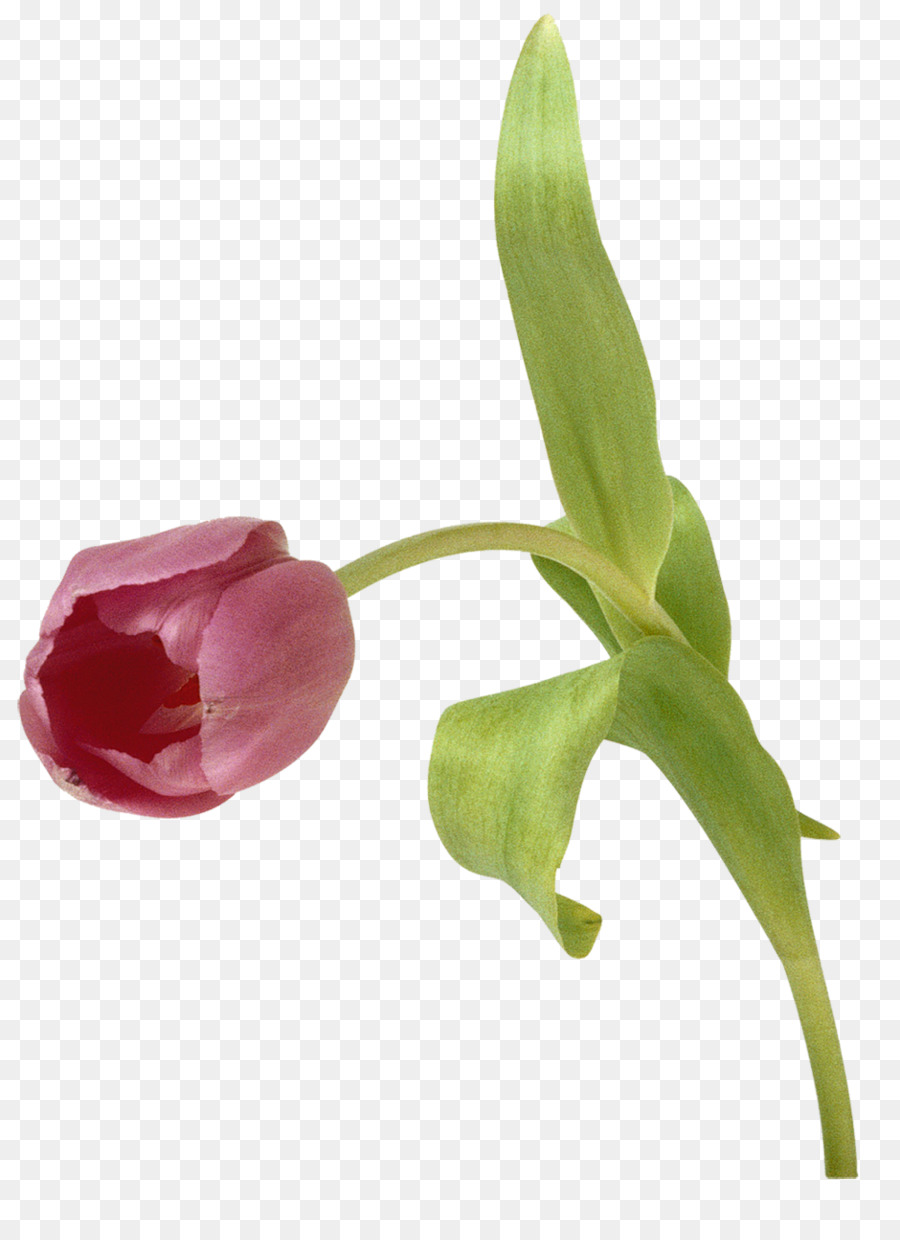 Tulipe，Usine PNG