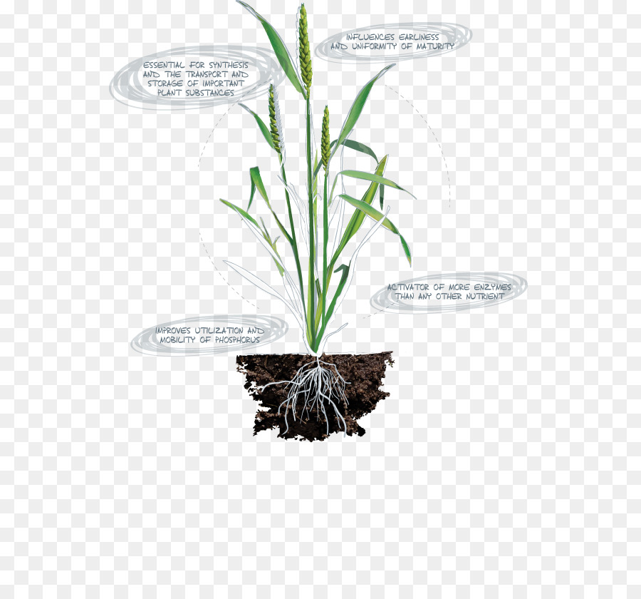 Feuille，Herbes PNG