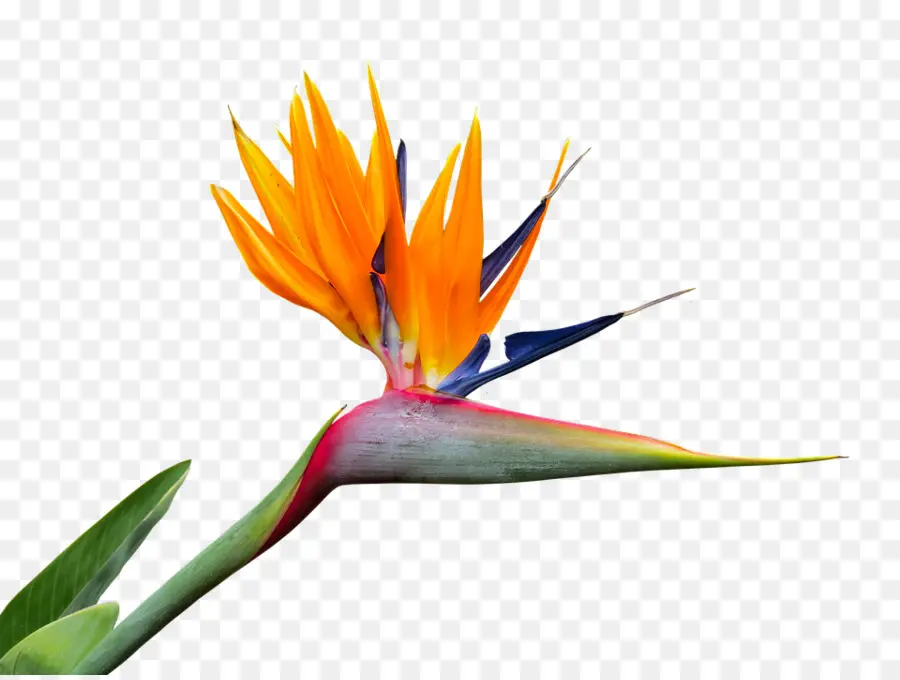 L Oiseau De Paradis De La Fleur，Strelitzia Nicolai PNG