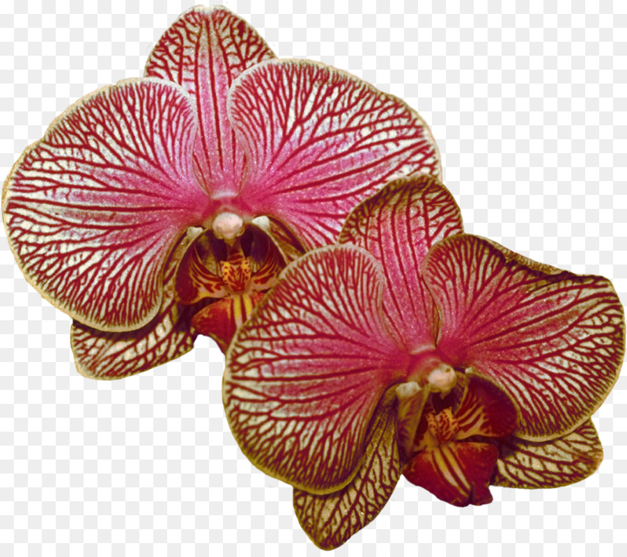 Fleurs D'orchidées，Orchidée PNG