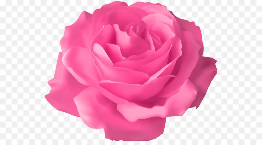 Rose Rose，Fleurir PNG