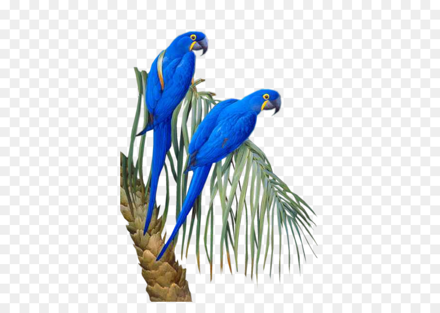 Oiseau，écureuil De Course PNG