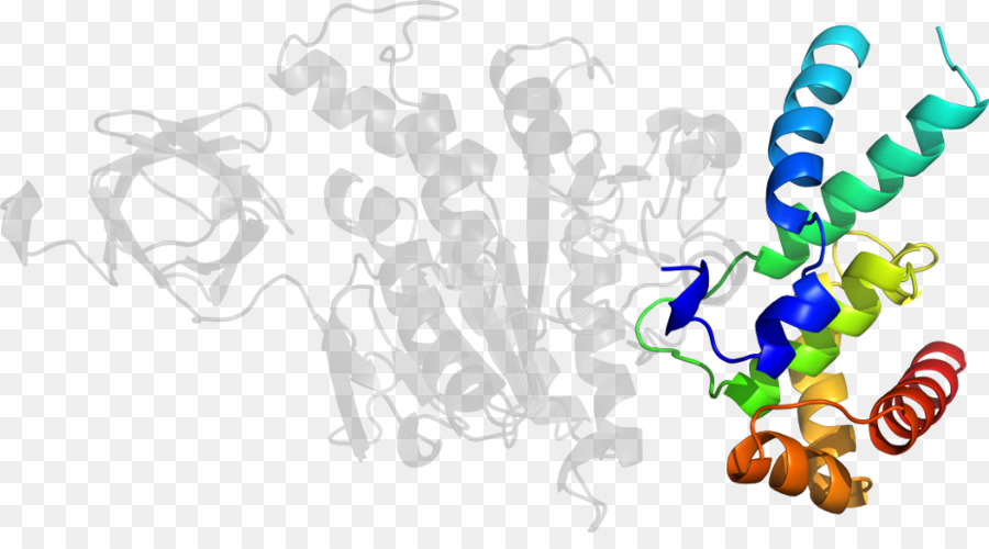 Structure Des Protéines，Molécule PNG