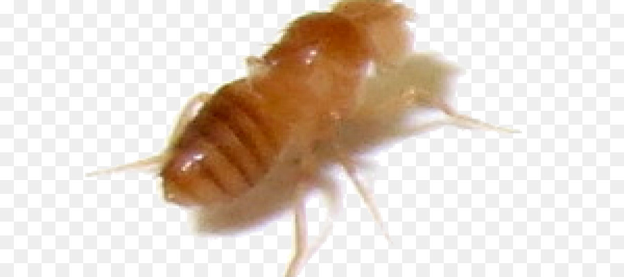 Les Termites，Cafard PNG