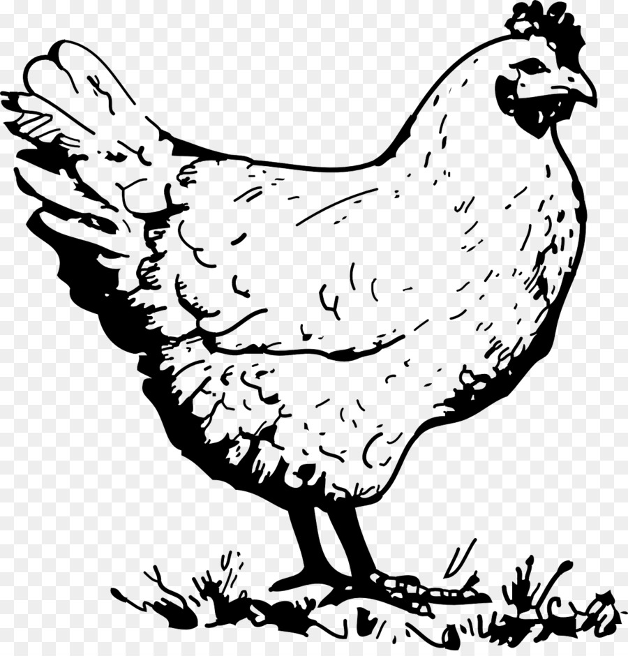 Poulet，Poule PNG