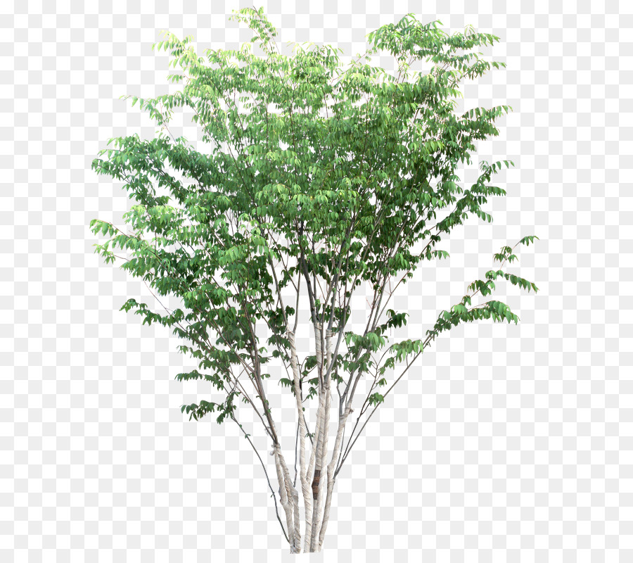 Arbre，Usine PNG