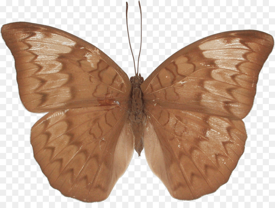 Papillon Marron，Ailes PNG