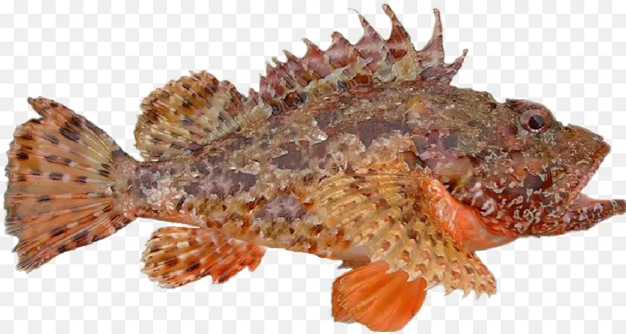 Rascasse，Poisson PNG