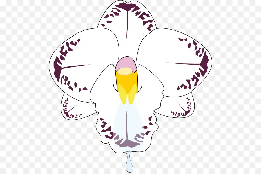 Pétale，Orchidées De Dendrobium PNG