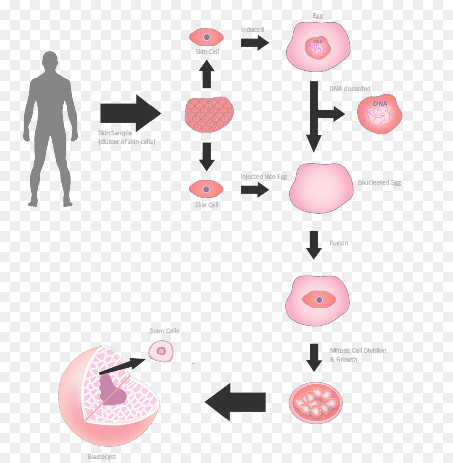 Diagramme De Fusion Cellulaire，Cellule PNG