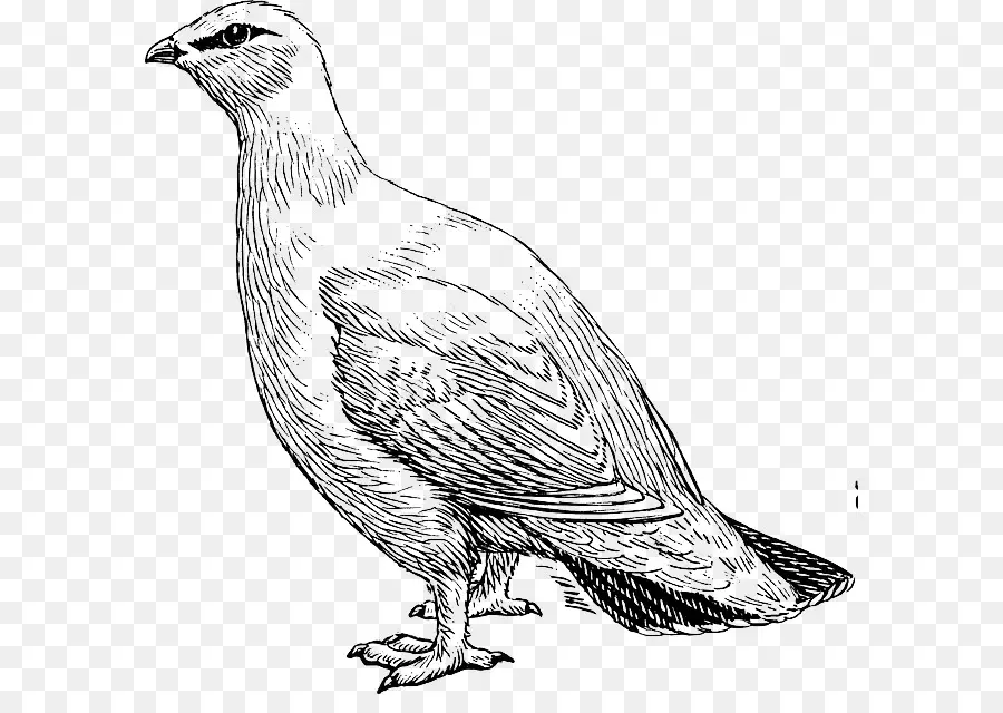 Oiseau，Willow Ptarmigan PNG