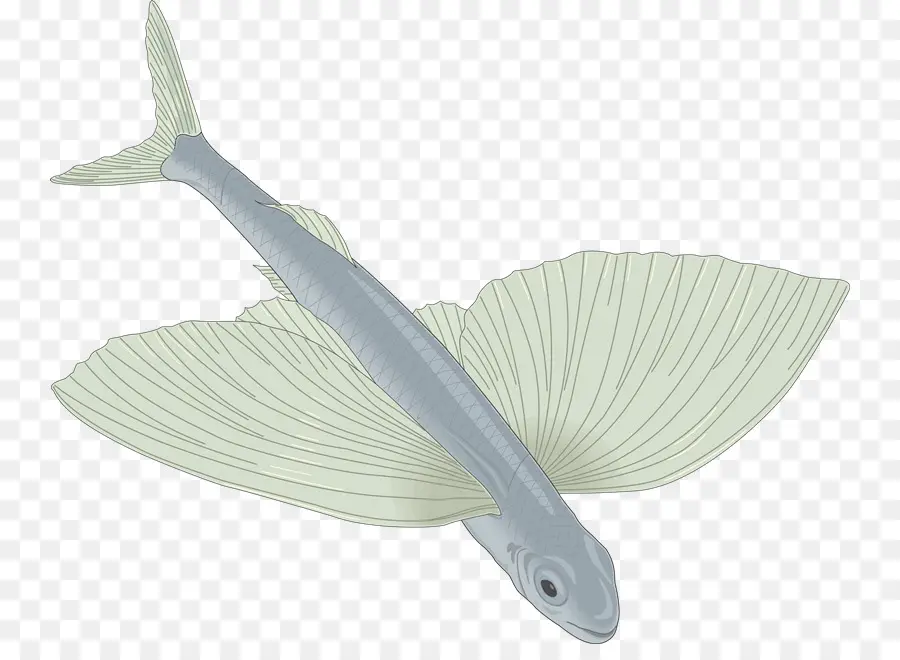 Poisson Volant，Palmes PNG