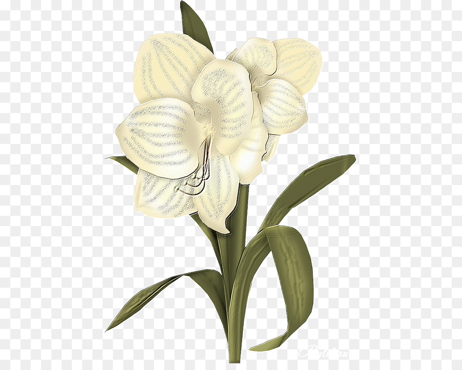 Fleur，Graphiques Raster PNG