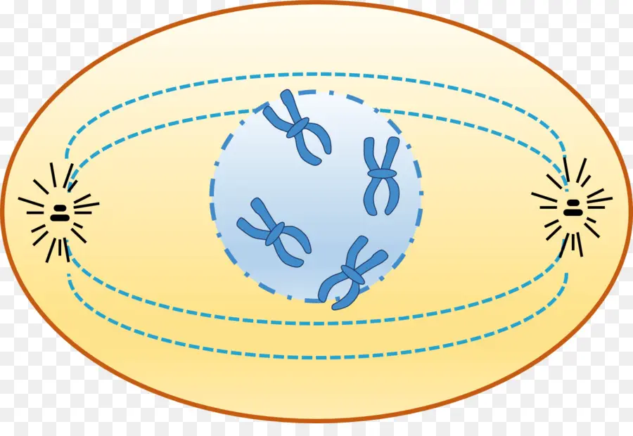 Chromosomes，Chromosome PNG