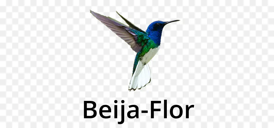 Colibri，Beija Flor PNG