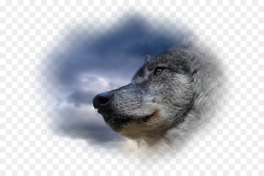 Visage De Loup，Loup PNG