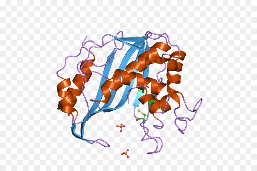 Structure Des Protéines，Molécule PNG