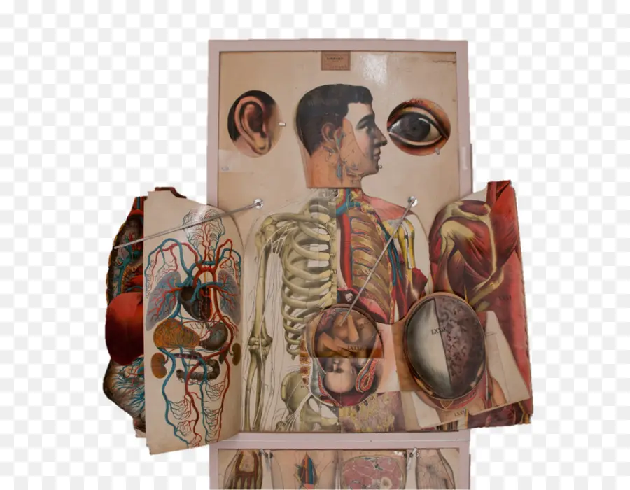 Tableau D'anatomie，Anatomie PNG