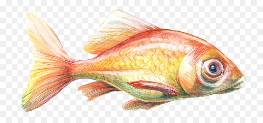 Poisson，Aquatique PNG