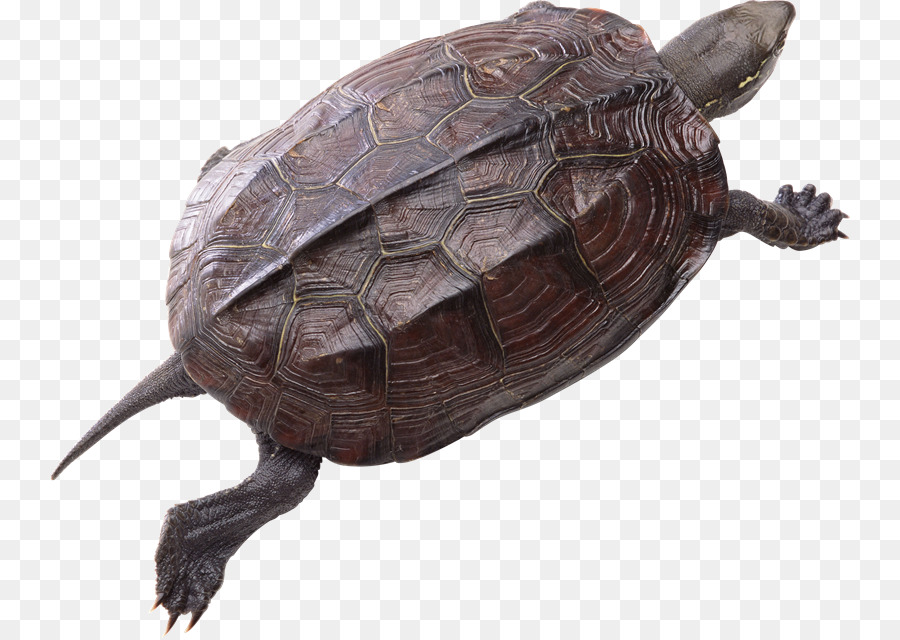 Tortue，Reptile PNG