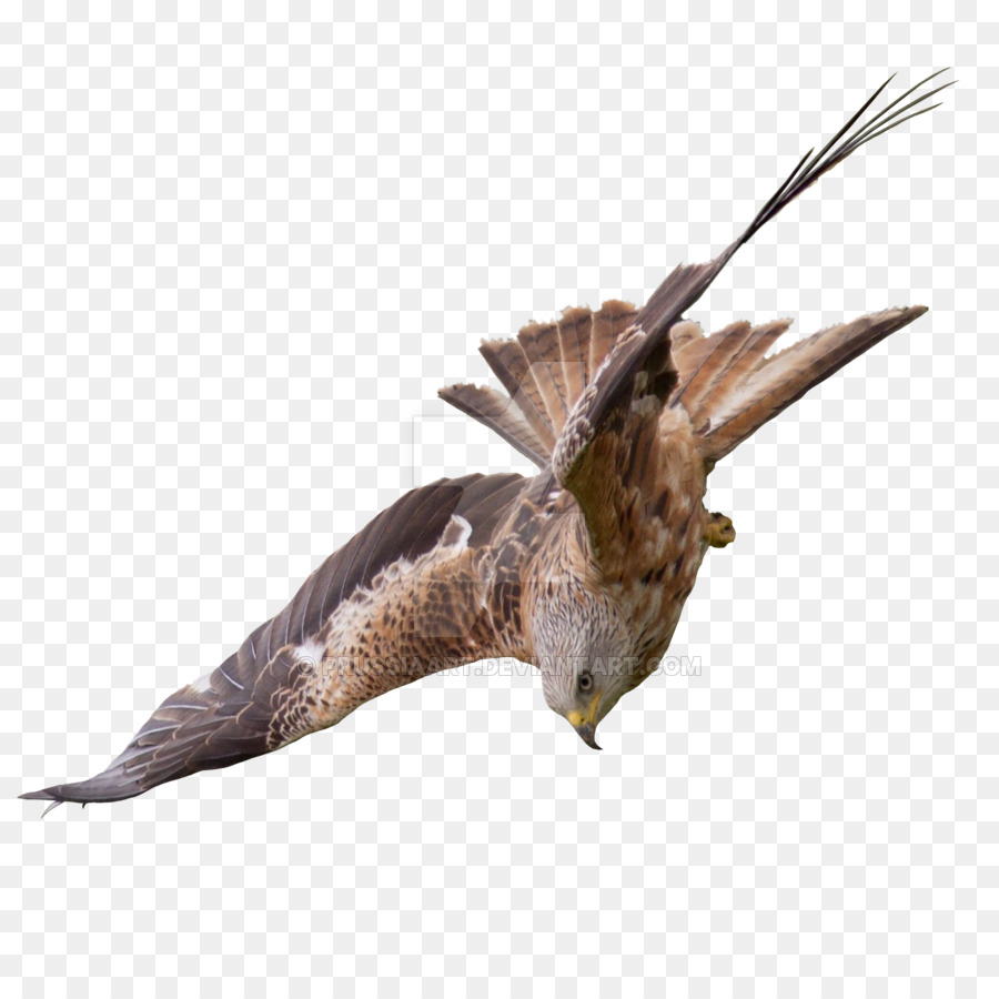 Oiseau，Vol PNG