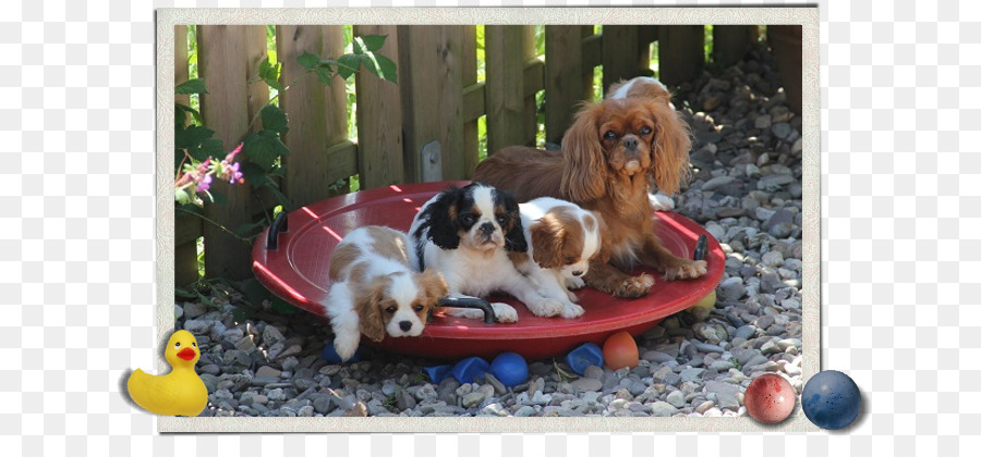 Épagneul Cavalier King Charles，Chiot PNG