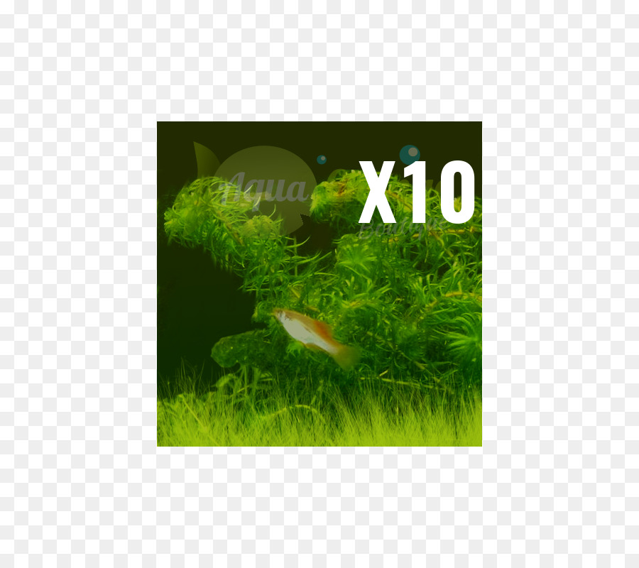 Aquarium，Les Aquariums PNG