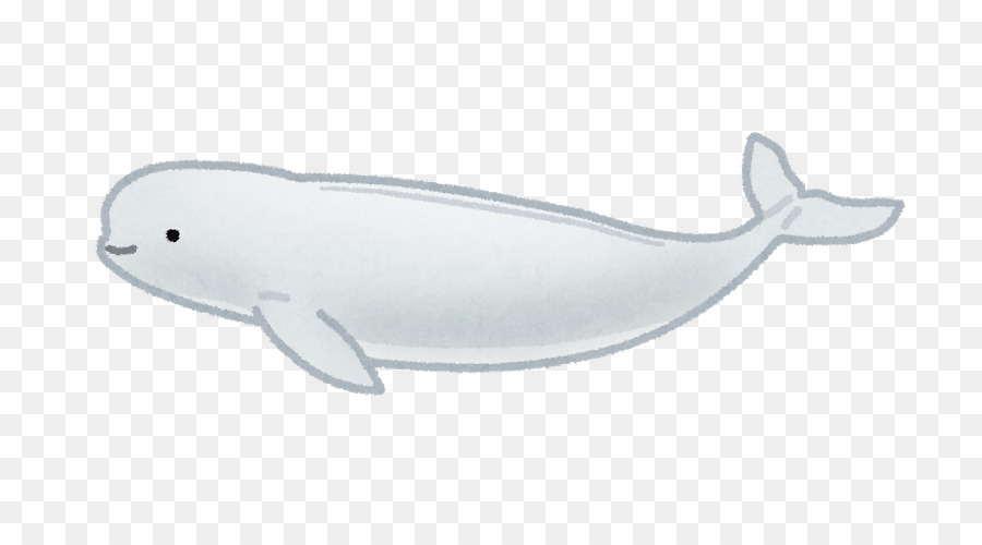 Béluga，Baleine PNG