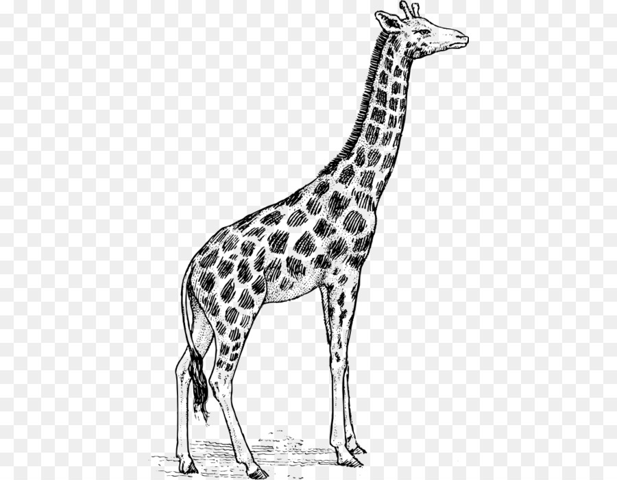 Dessin De Girafe，Animal PNG