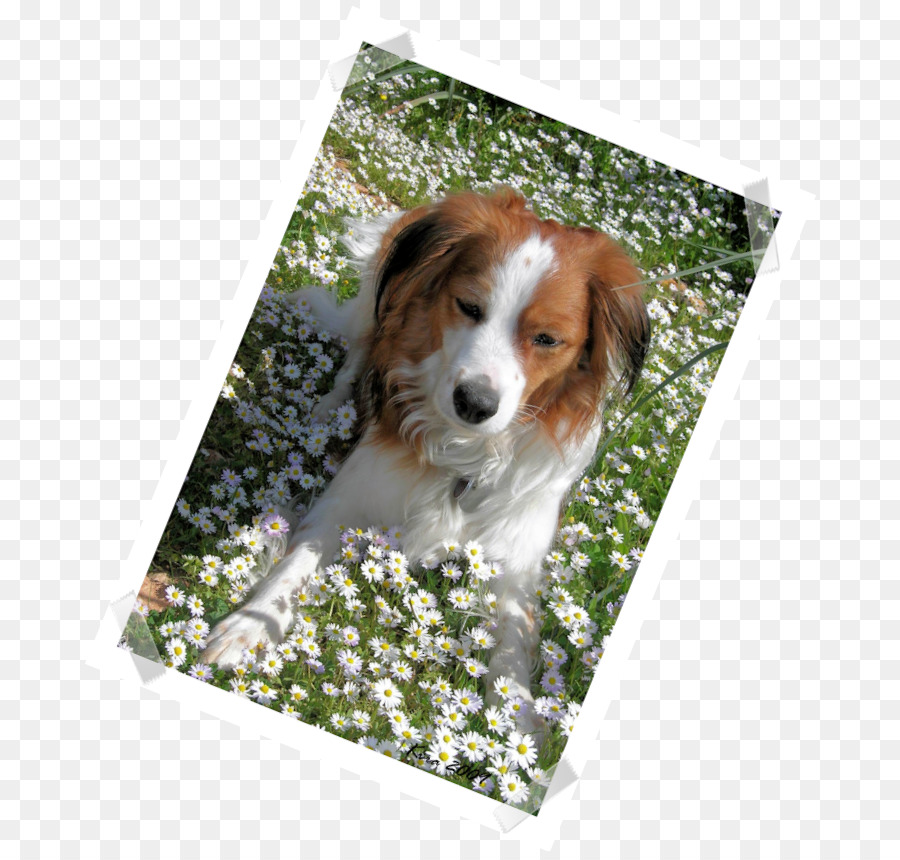 Kooikerhondje，Berger Australien PNG