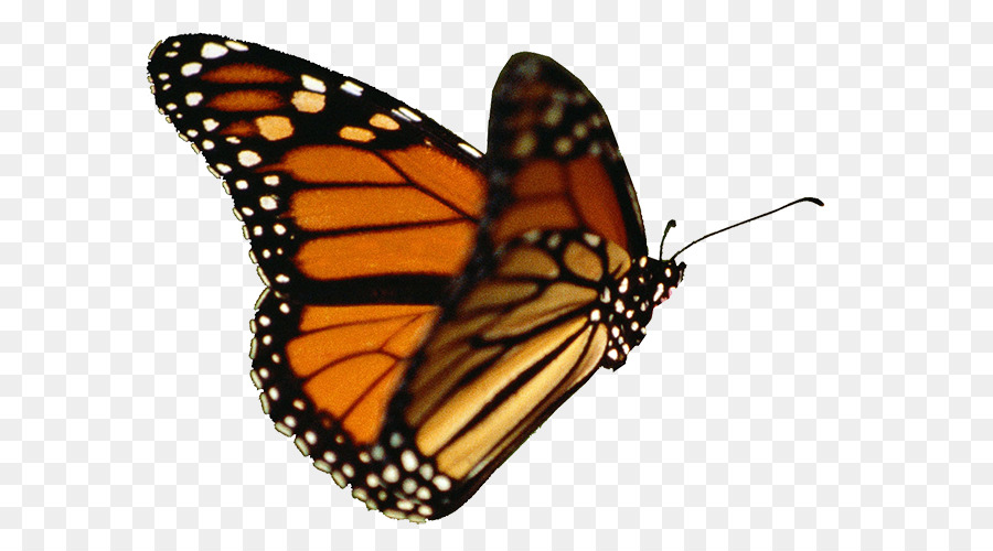 Papillon Monarque，Orange PNG