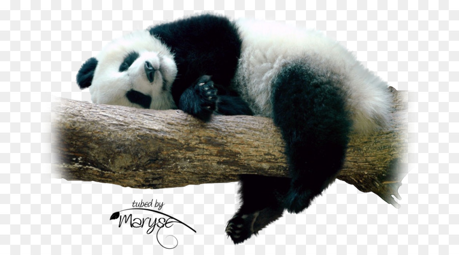Panda Géant，Base De Recherche De Chengdu De L élevage De Panda Géant PNG