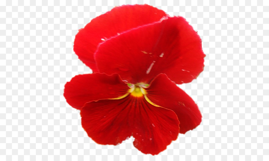 Fleur Rouge，Pétales PNG