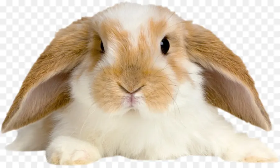 Lapin，Animal De Compagnie PNG