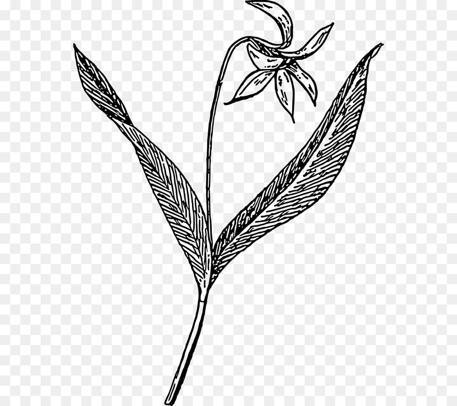 Dessin De Fleur，Usine PNG