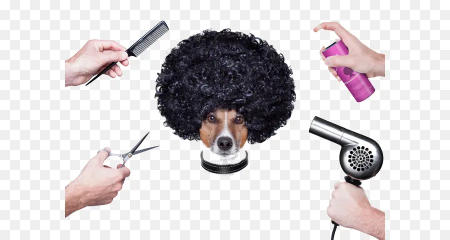 Toilettage Pour Chiens，Coupe De Cheveux PNG