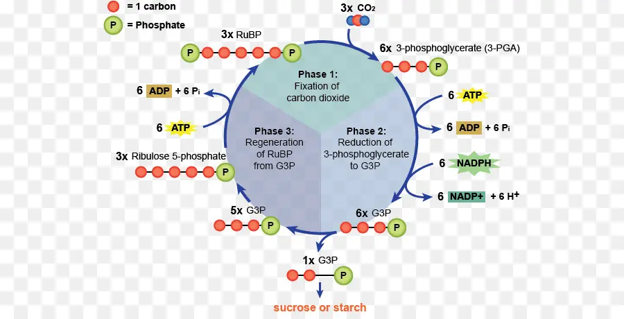 Cycle De Calvin，Photosynthèse PNG