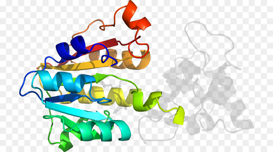 Structure Des Protéines，Molécule PNG