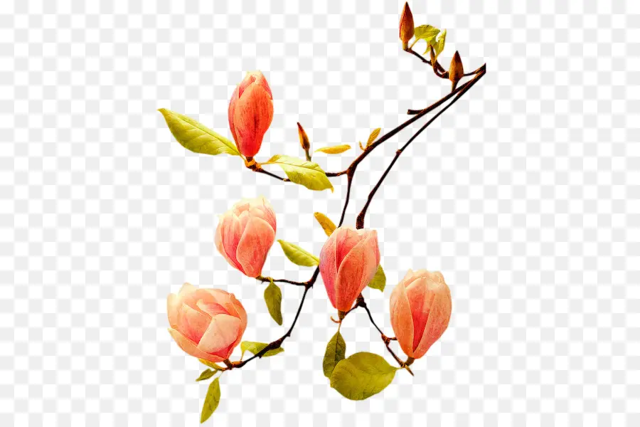 Branche De Fleur，Fleurs PNG