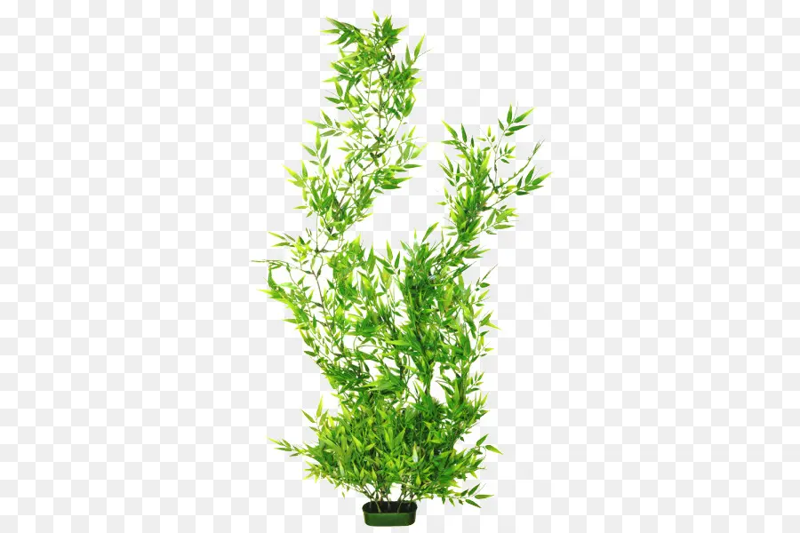 Aquarium，Plante PNG