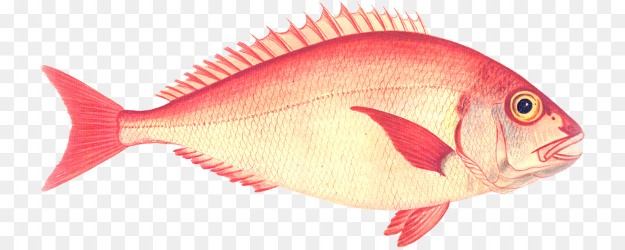 Poisson，Mer PNG