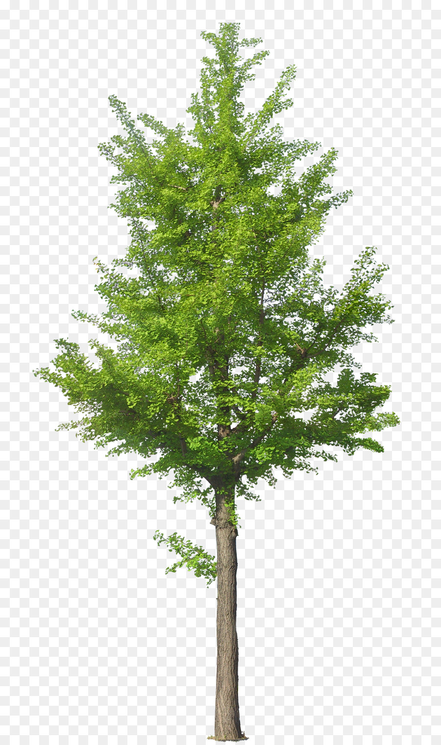 Arbre Vert，Feuilles PNG