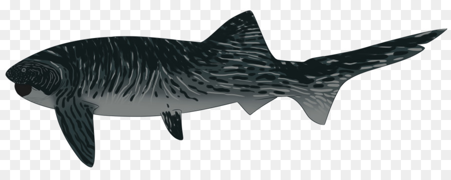 Le Requin Tigre，Tigre PNG